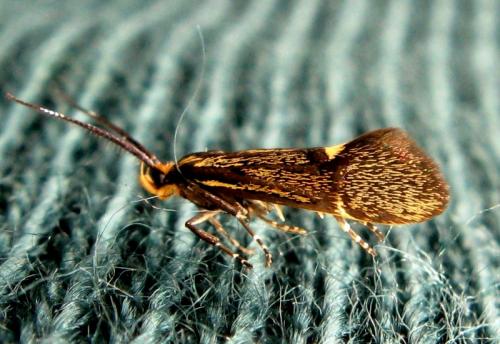 Esperia sulphurella