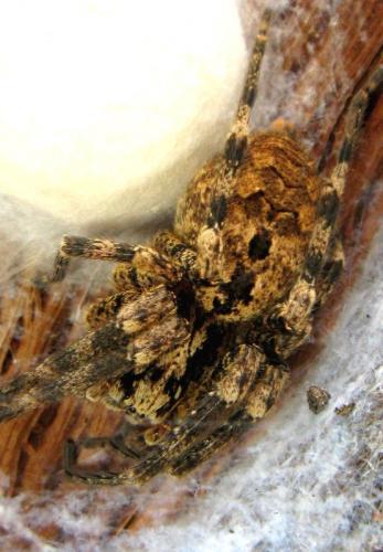Zoropsis sp.