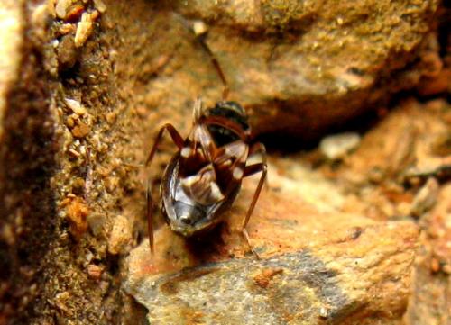 Scolopostethus thomsoni