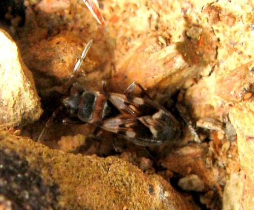 Scolopostethus thomsoni