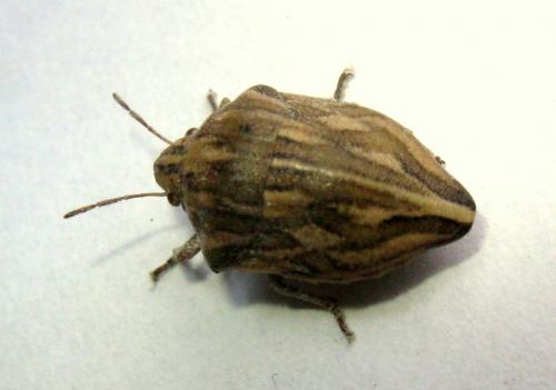 Réf. 30 252 : Odontotarsus robustus