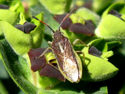 Réf. 30 253 : Maccevethus sp.