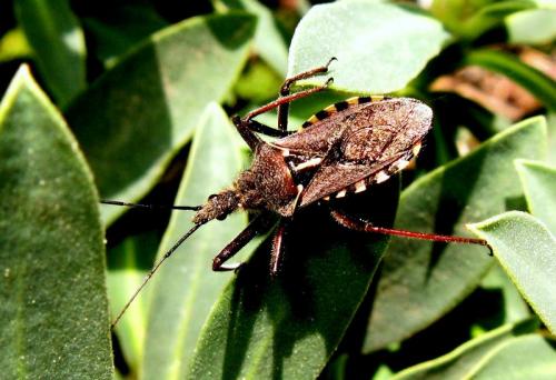Réf. 30 426 : Rhynocoris erythropus