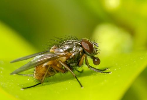 Phaonia sp.