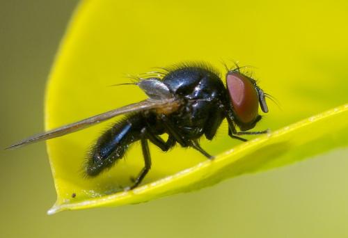 Lonchaea sp.