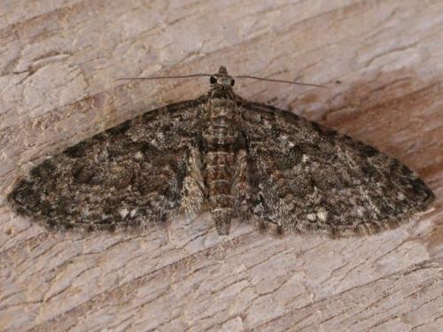 Eupithecia cocciferata