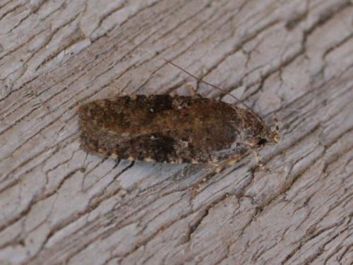 Réf. 30 019 : Agonopterix purpurea