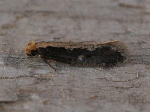 Réf. 30 020 : Monopis crocicapitella