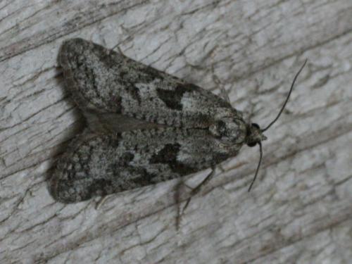 Réf. 30 050 : Cnephasia cupressivorana