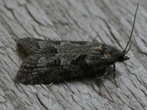 Cnephasia cupressivorana