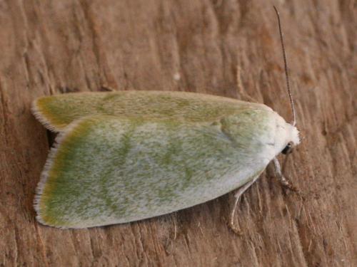Earias vernana