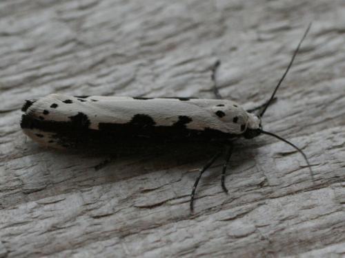 Ethmia bipunctella