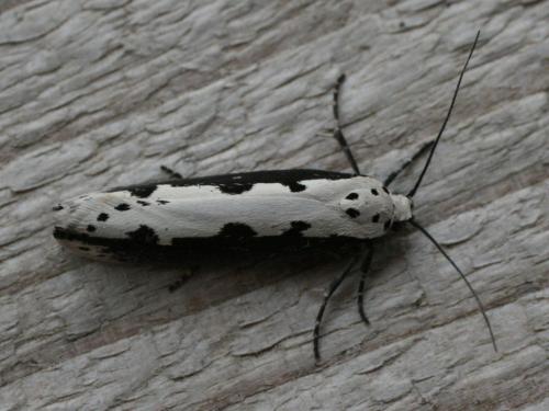 Réf. 30 377 : Ethmia bipunctella