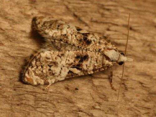 Phtheochroa ecballiella