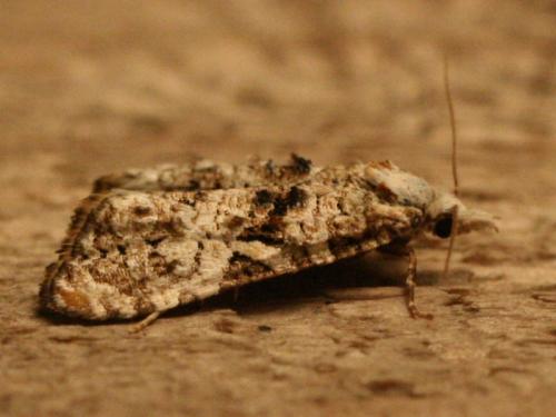 Phtheochroa ecballiella
