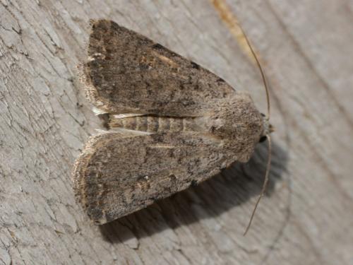 Réf. 30 594 : Caradrina flavirena