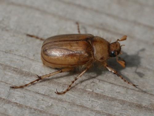 Rhizotrogus marginipes