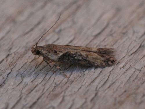 Carpatolechia decorella