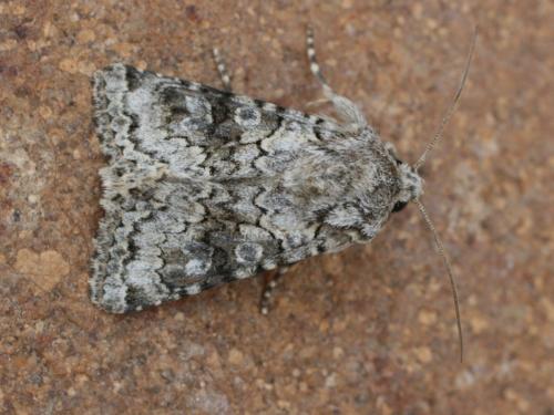 Hecatera sp.