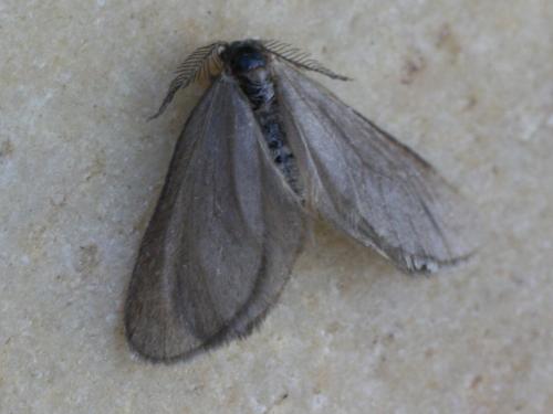 Rebelia sp.