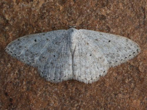 Réf. 30 683 : Scopula marginepunctata