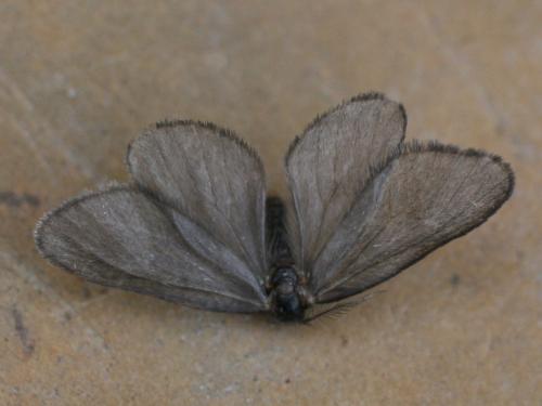 Rebelia sp.