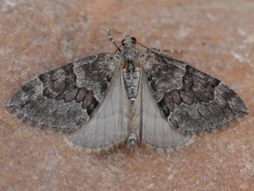 Thera sp.