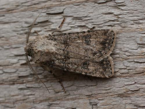 Agrotis segetum