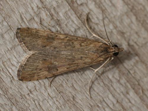 Nomophila noctuella