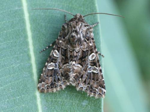 Réf. 30 972 : Hadena perplexa