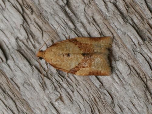Clepsis consimilana