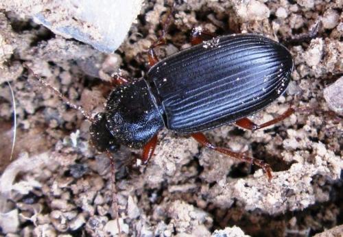 Ophonus laticollis