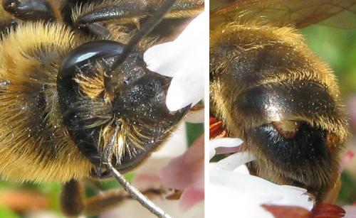 Andrena sp.