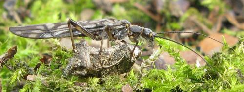Protonemura sp.