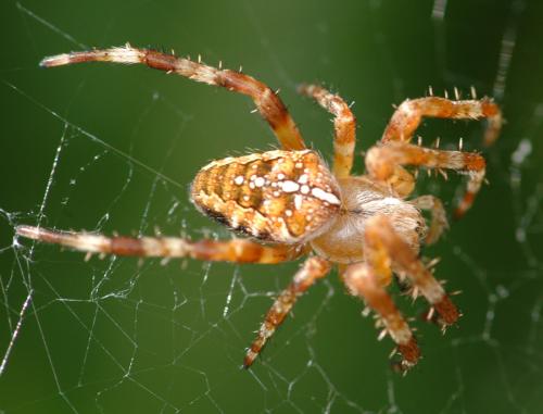Araneus diadematus