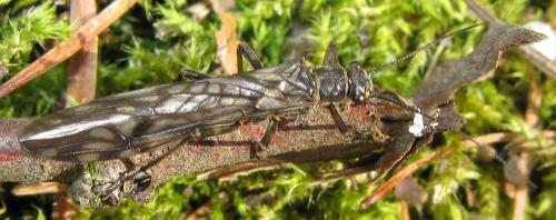 Réf. 30 061 : Protonemura sp.