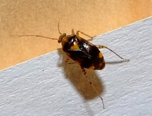 Liocoris tripustulatus