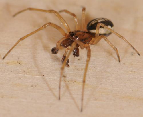 Réf. 30 092 : Pachygnatha clercki