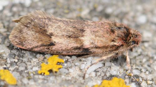 Dasystoma salicella