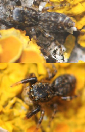 Marpissa sp.