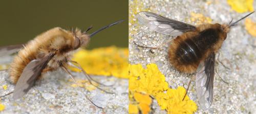 Réf. 30 296 : Bombylius major