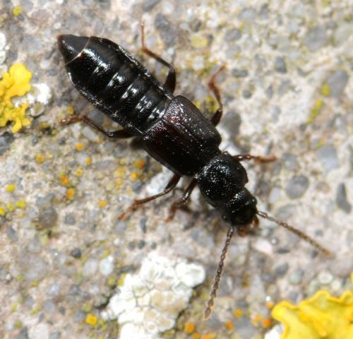 Réf. 30 442 : Coprophilus striatulus