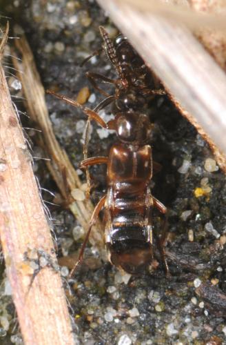 Zyras sp.