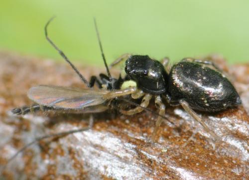 Heliophanus sp.