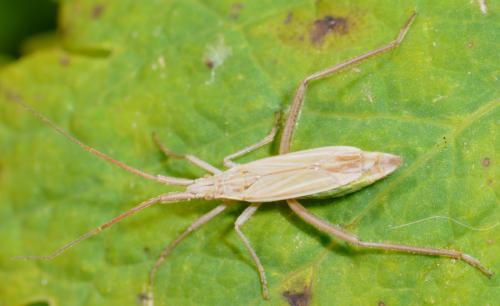Réf. 30 520 : Notostira elongata