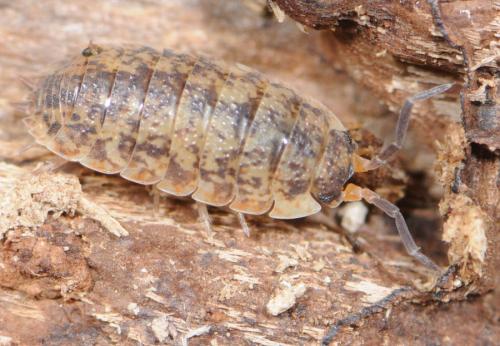 Porcellio scaber