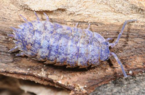 Porcellio scaber