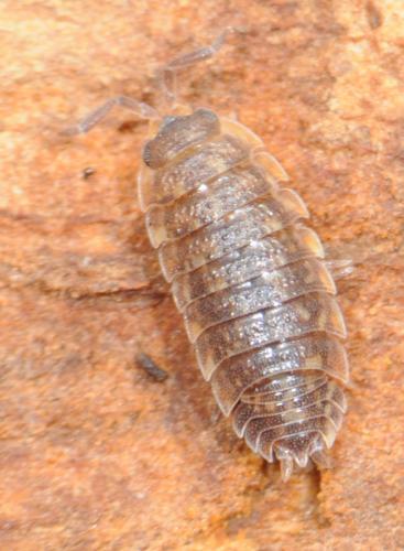 Porcellio scaber