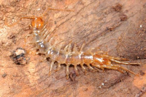 Réf. 30 608 : Lithobius sp.