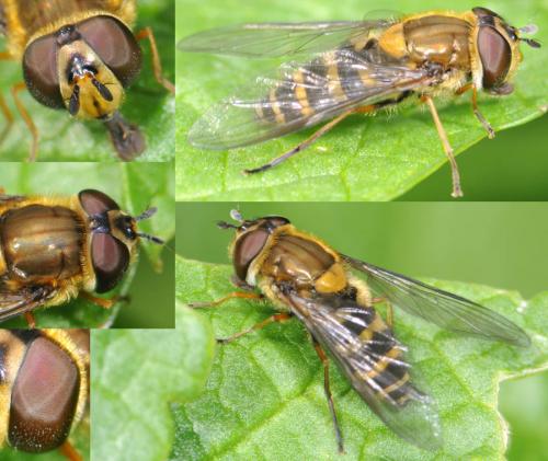 Réf. 30 264 : Syrphus torvus
